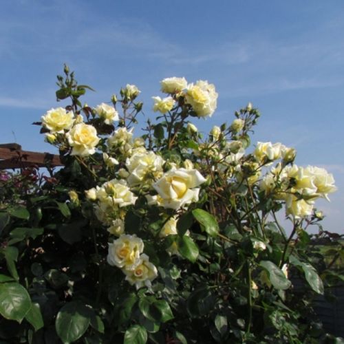 Žlutá - Stromkové růže, květy kvetou ve skupinkách - stromková růže s převislou korunou